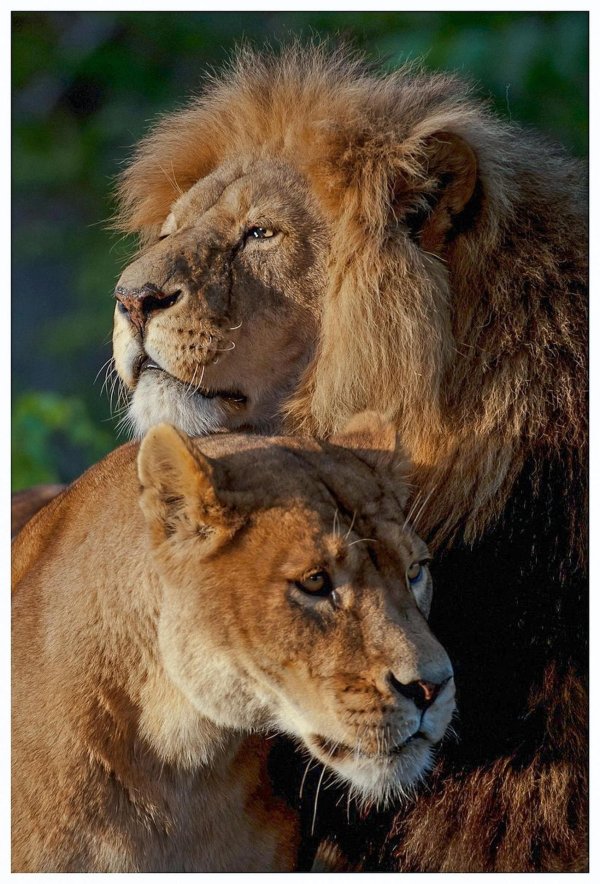 Лев и львица