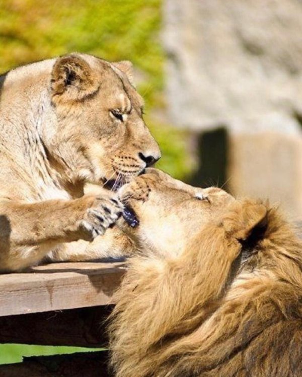 любовь животных