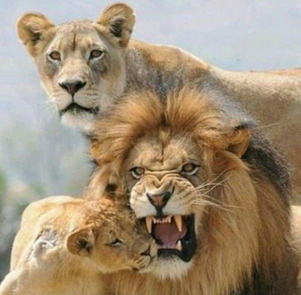 лев львенок