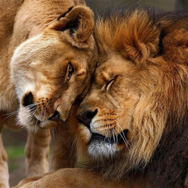 лев и львица