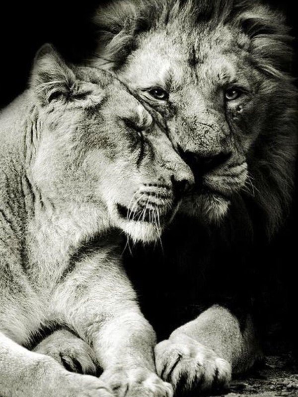 львы любовь
