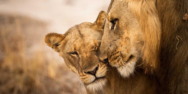 влюбленные львы