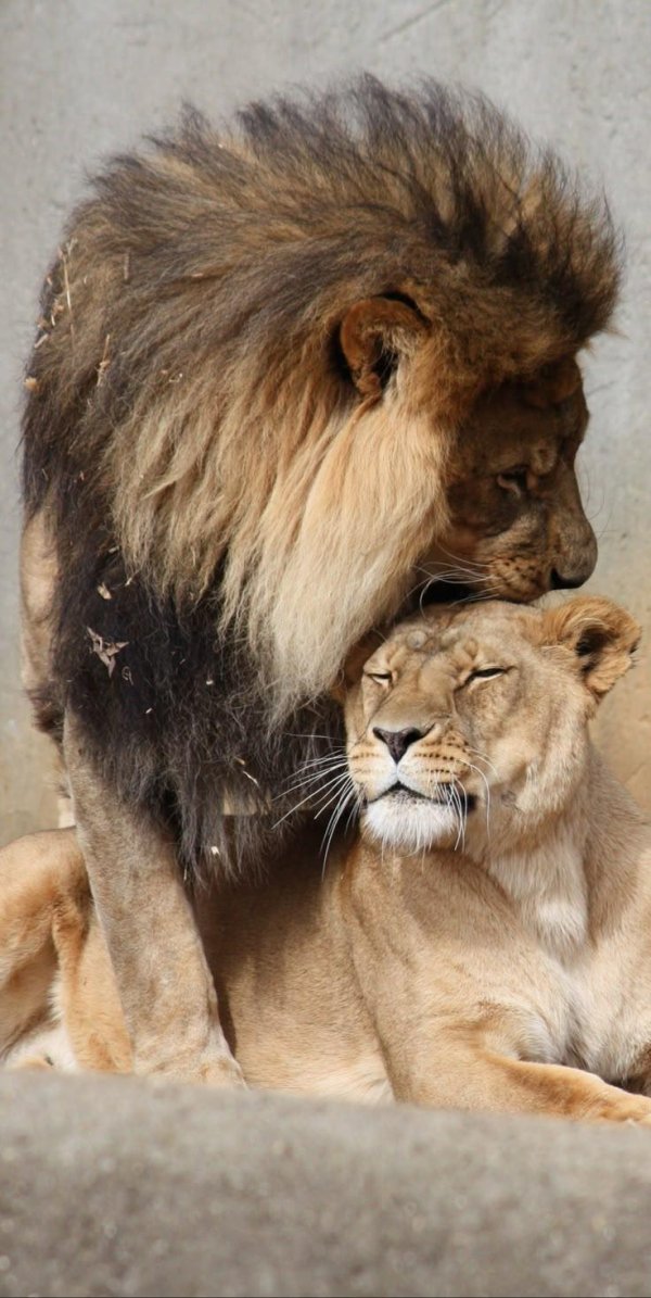 леви львица