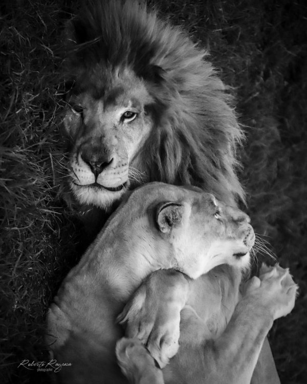 лев обнимает львицу