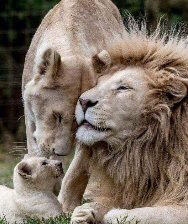 семейство львов прайд