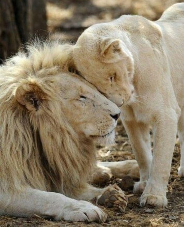 львиная семейка