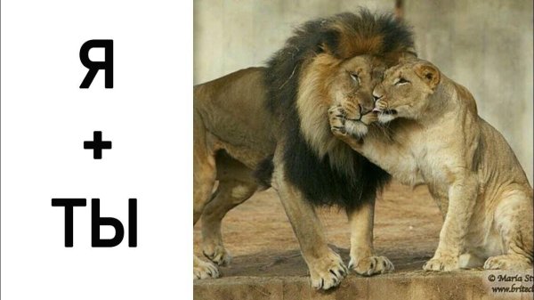 львы пара