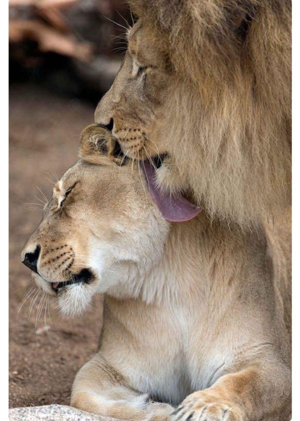 лев и львица