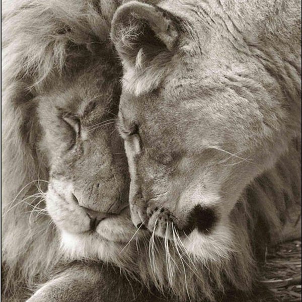 влюбленные львы