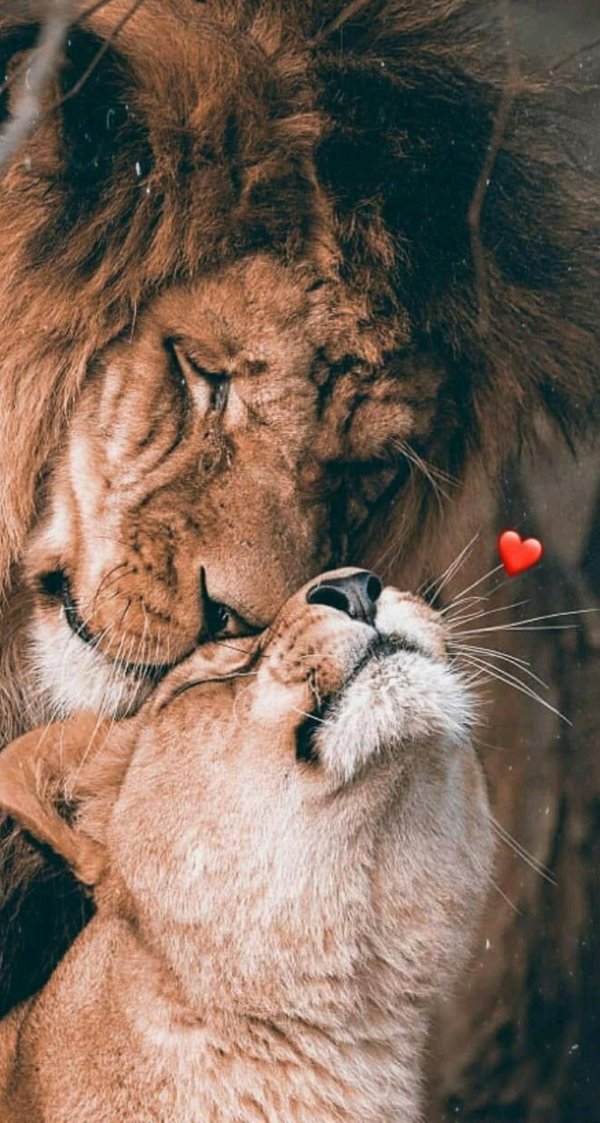 влюбленные животные