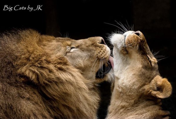 львы обнимаются