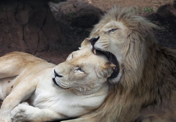 влюбленные львы