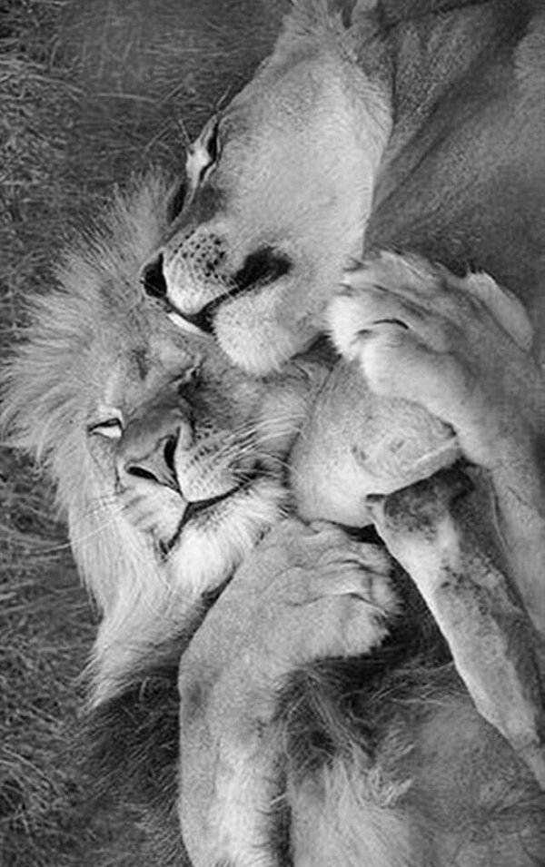 животные обнимаются