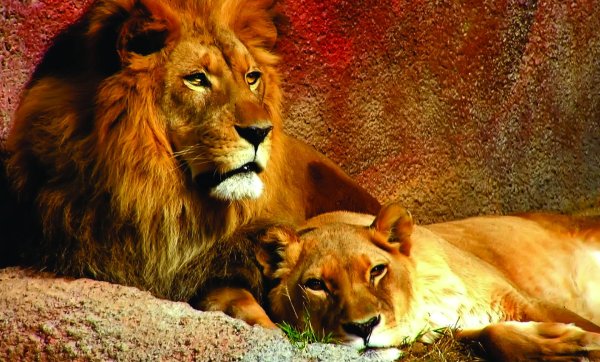 картины льва