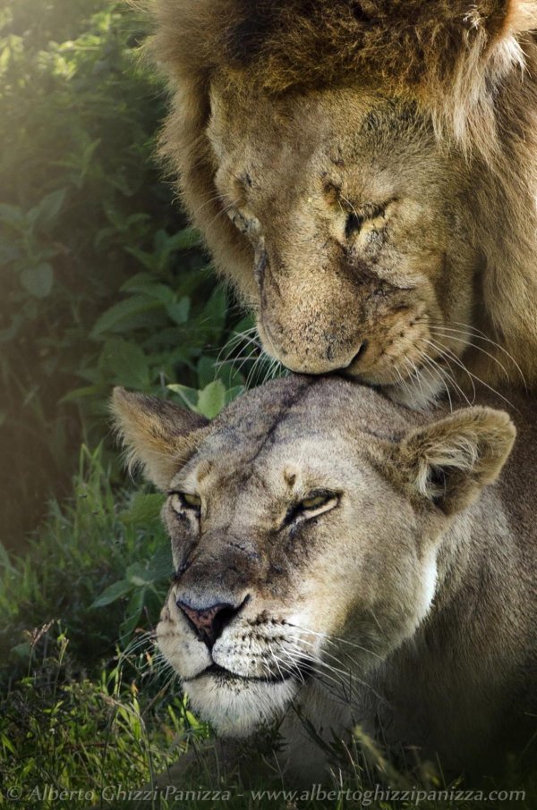 влюбленные львы