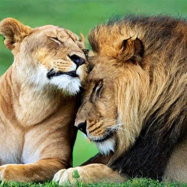 влюбленные львы