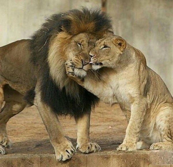 львы обнимаются