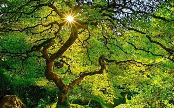 природа изменилась с деревьями