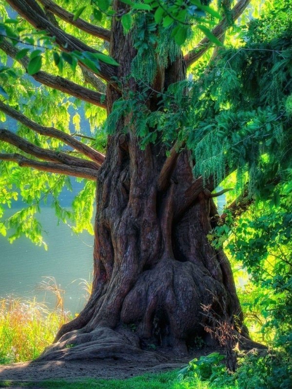 метасеквойя дерево