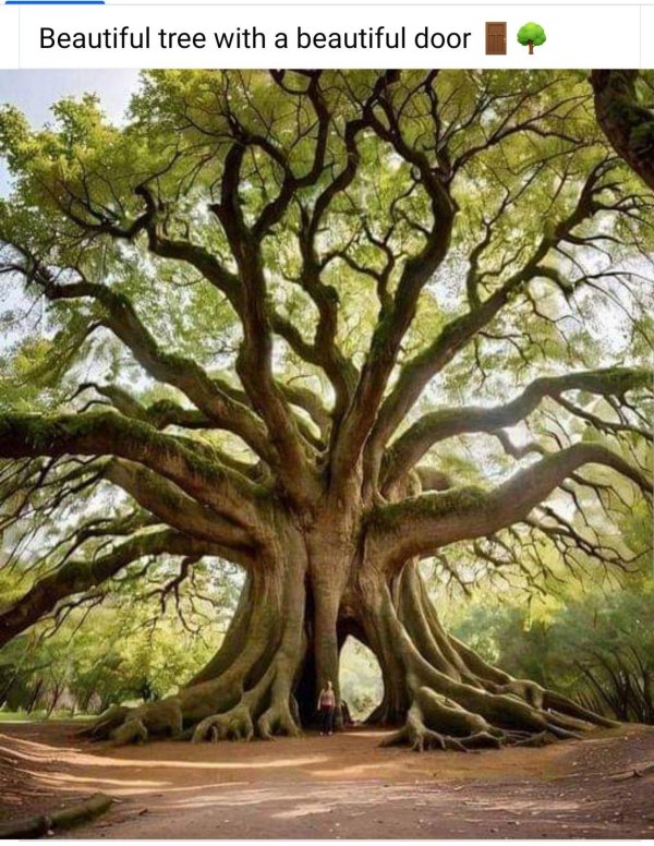 big oak tree