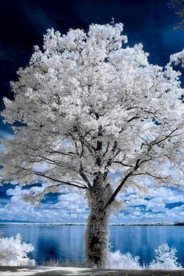 природа зимняя