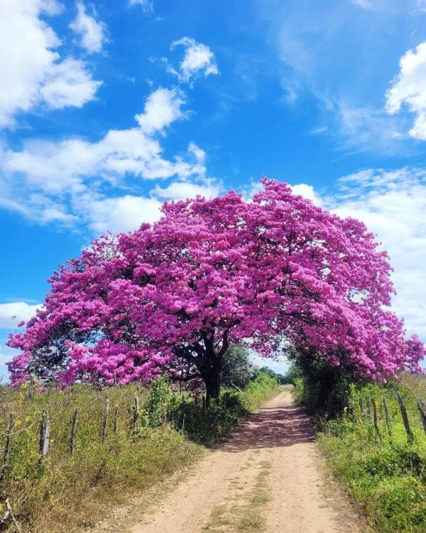 лапачо муравьиное дерево