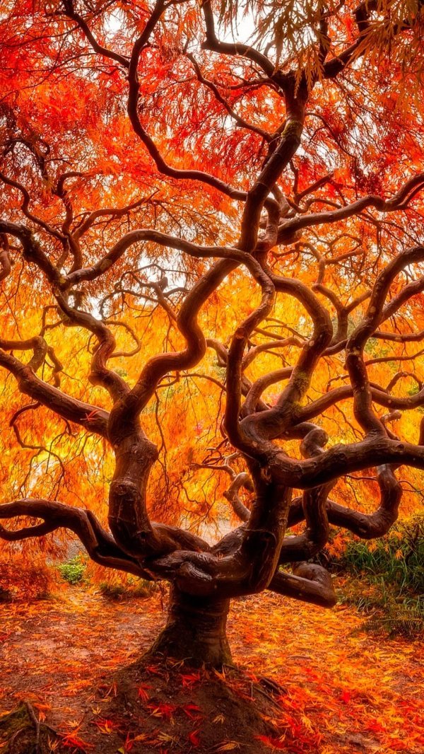 японский клен орегон