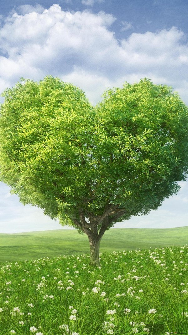 дерево зеленое