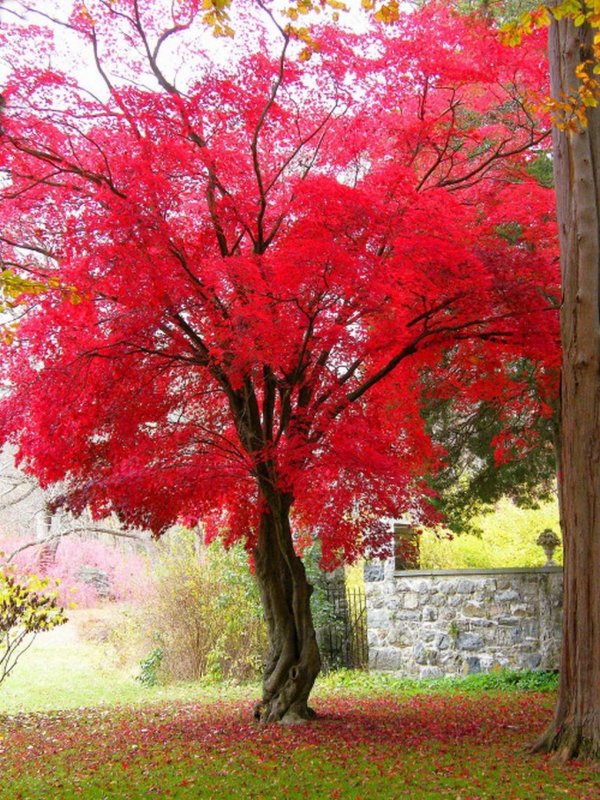 клен красный