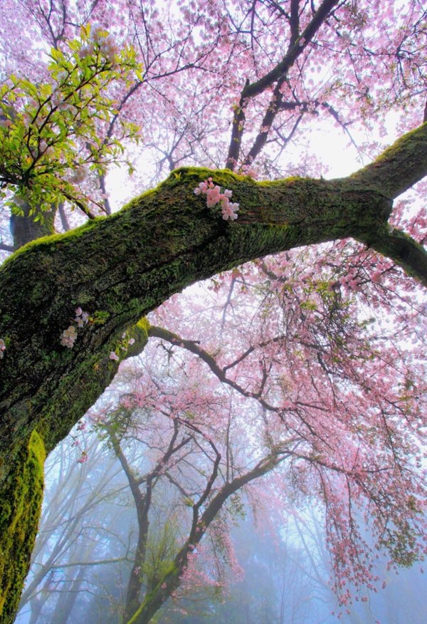 природа весной