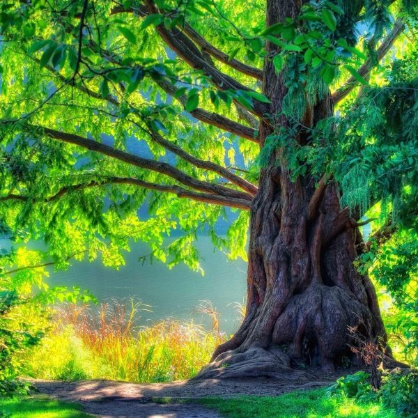 природа дерево