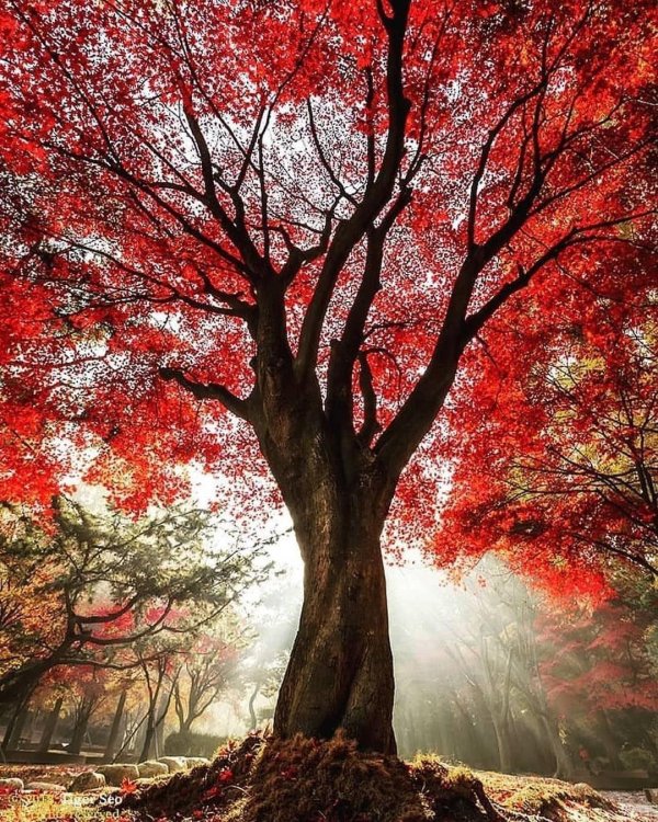 дерево красное