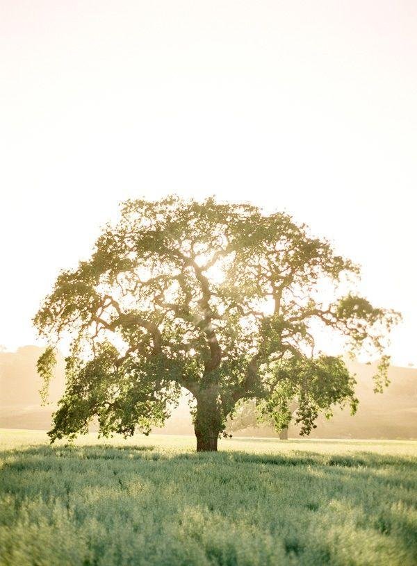 vintage oak tree