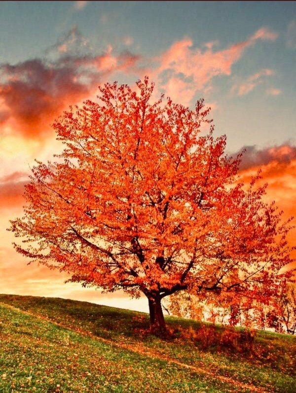 осенние пейзажи