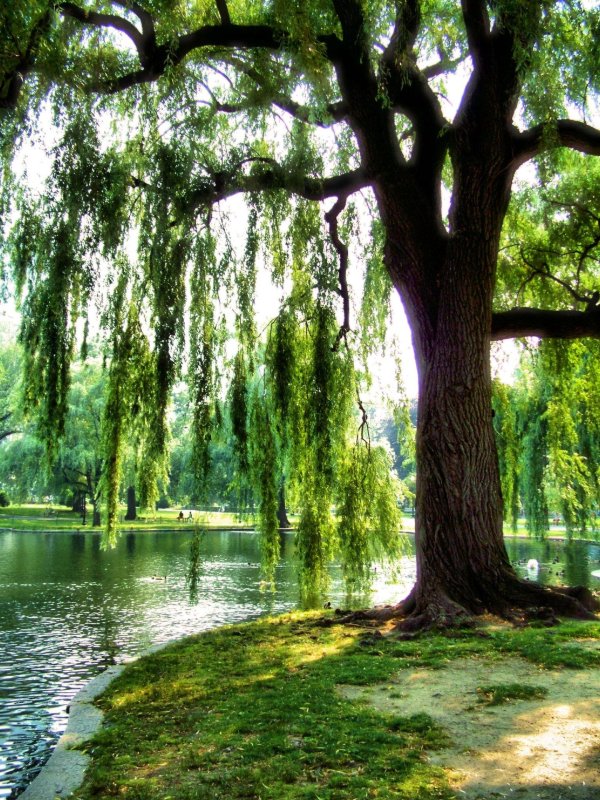 ива ветла ракита