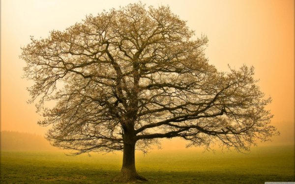 одинокий дуб фет