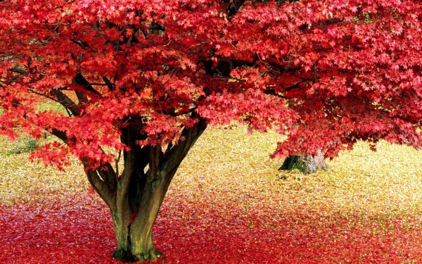 канадский красный клен