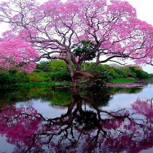 муравьиное дерево