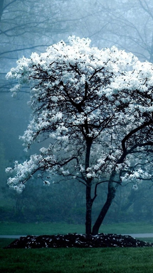 магнолии дерево