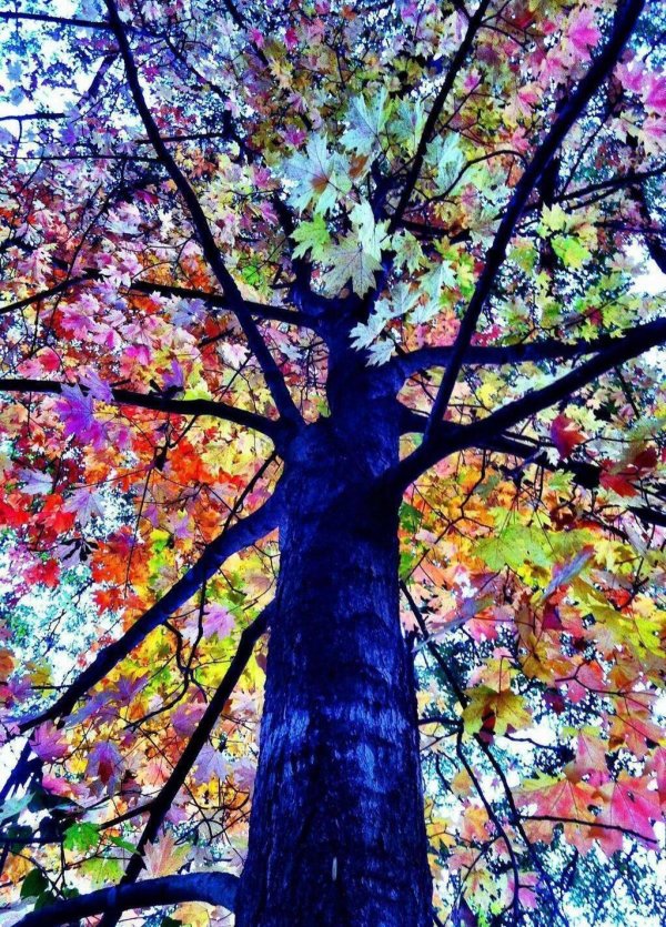 разноцветное дерево