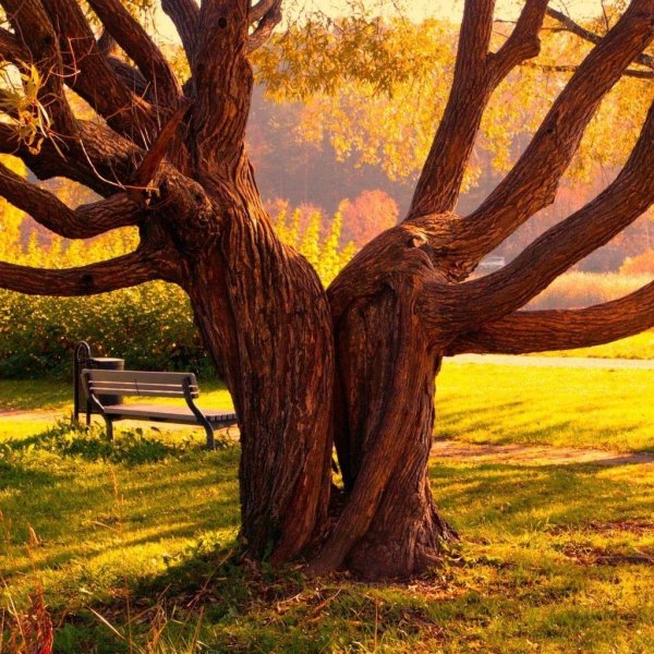 ствол дерева