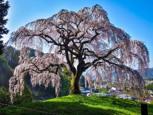 михару такидзакура