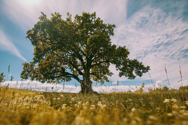 дуб черешчатый ириновка