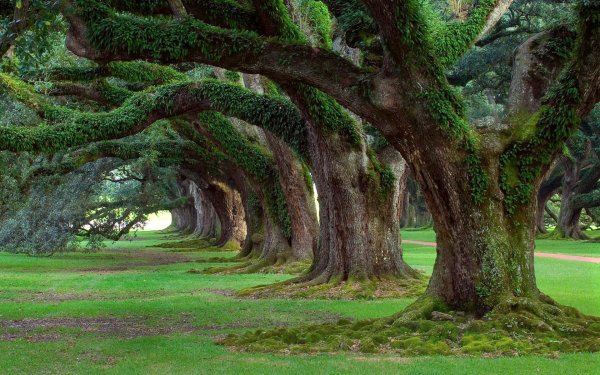дубовая аллея луизиана