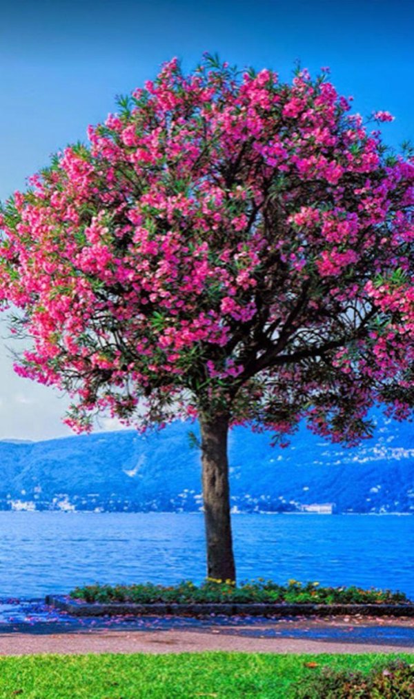 лагерстремия дерево