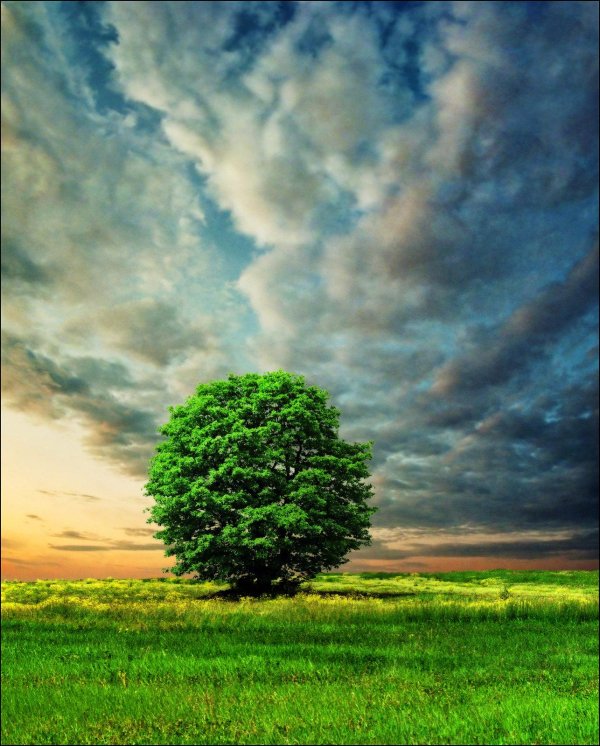 одинокое дерево