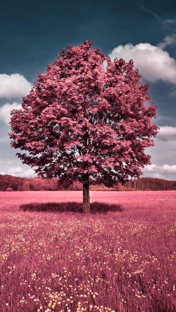 дерево летом