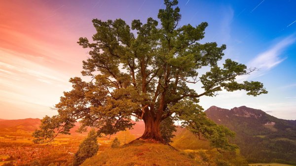 дерево большое