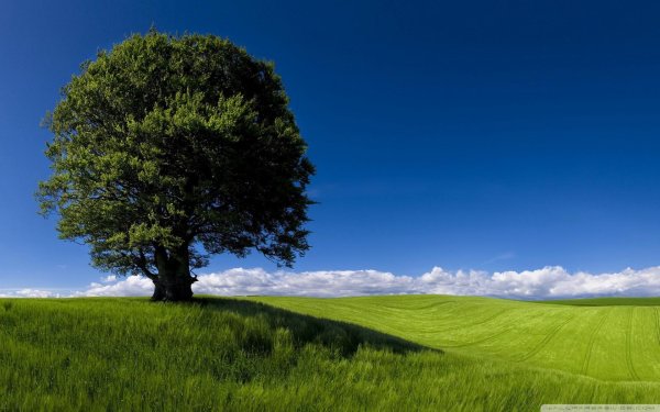 поле и дерево