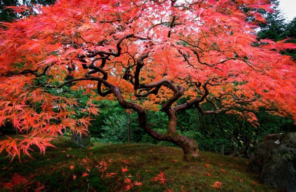 японские клены